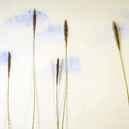 Le ciel au vent - installation - Canne de Provence, pigments - Mus