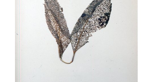 herbier