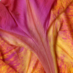 Belle de nuit 2 - 2014 - 30X30cm - digigraphie