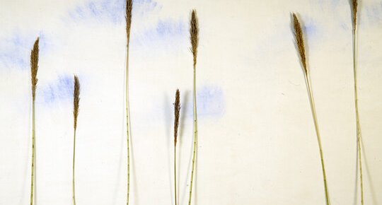 Le ciel au vent - installation - Canne de Provence, pigments - Mus