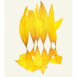 HELIANTHE 1 - 56X76CM - 2008
