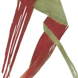 Signe singulier