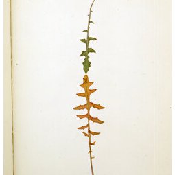 Herbier