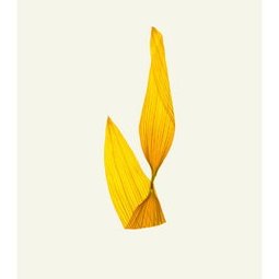 HELIANTHE 3 - 56X76CM - 2008