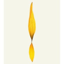 HELIANTHE 2 - 56X76CM - 2008